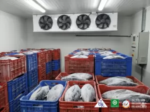 Vendor Cold Storage Ikan Terpercaya